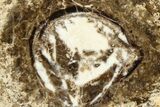 Polished Fossil Stromatolite Colony on Petrified Wood - Utah #365903-1